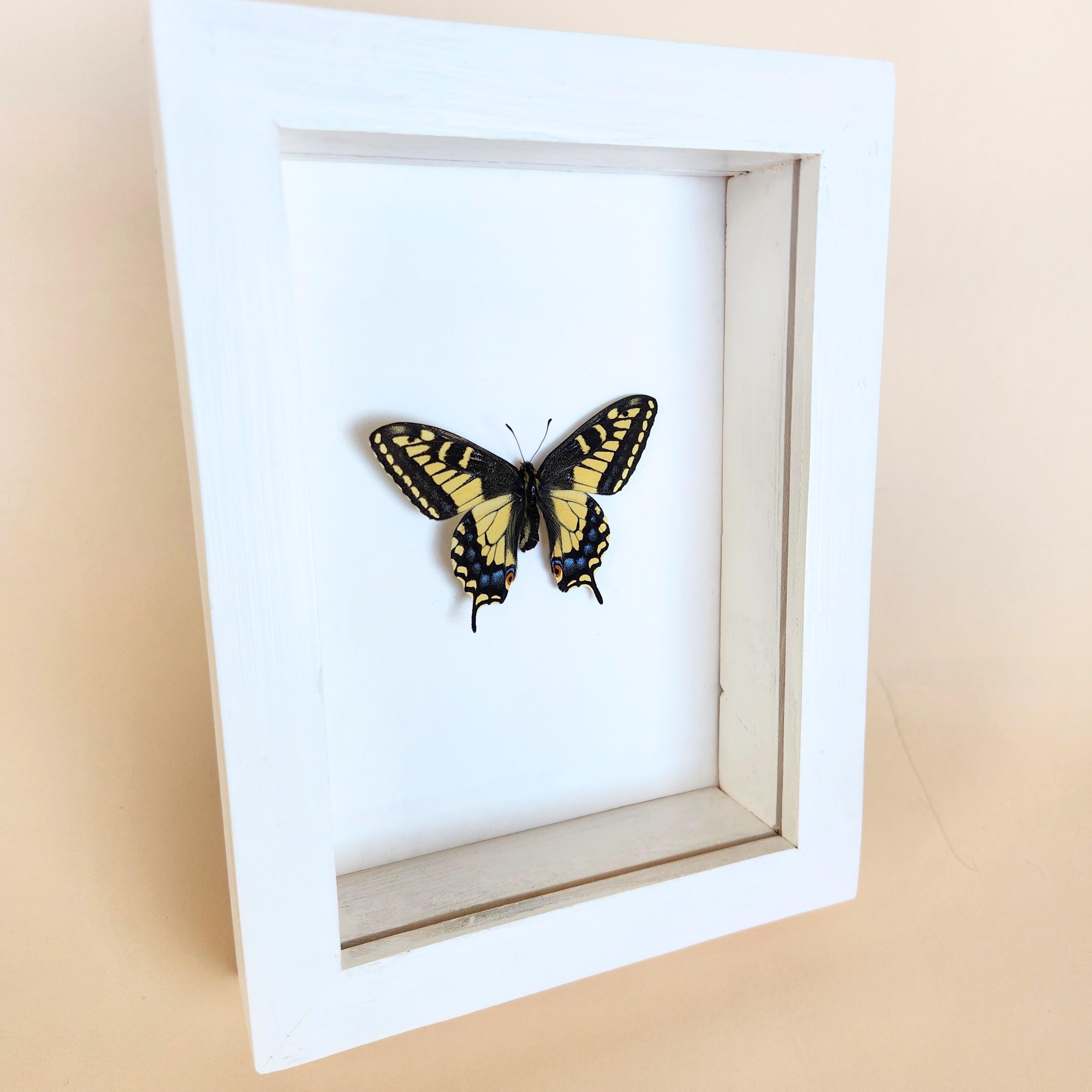 Real Anise Swallowtail Butterfly