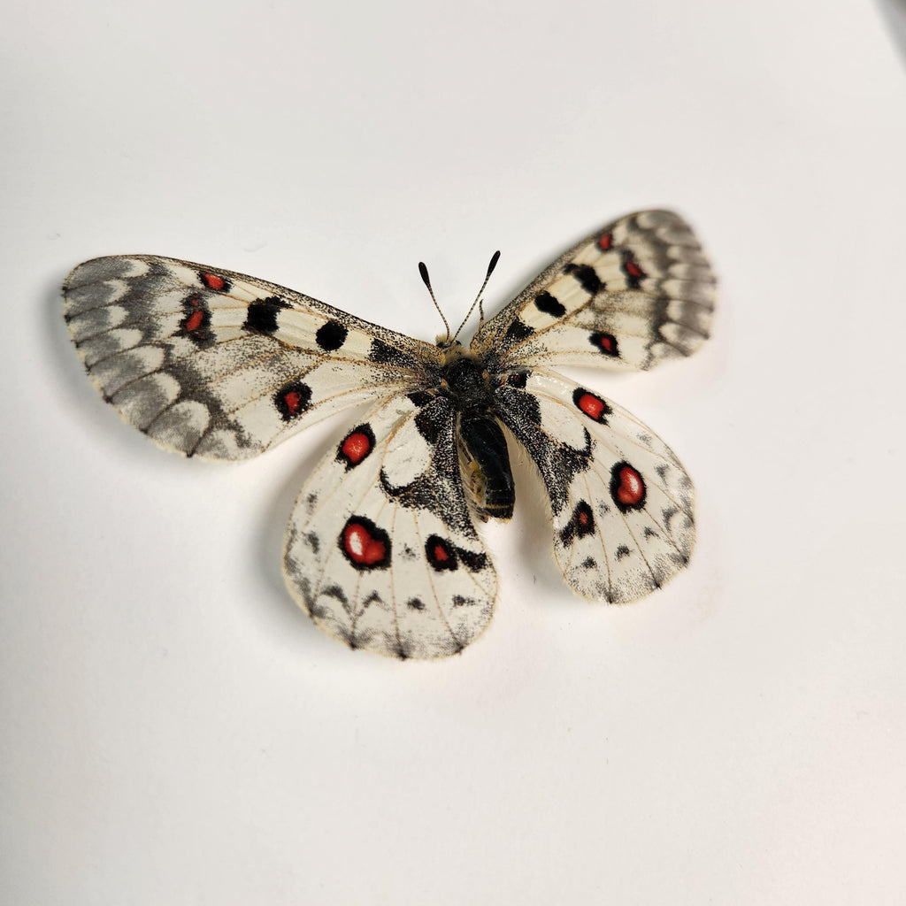 Real Rocky Mountain Parnassian Butterfly