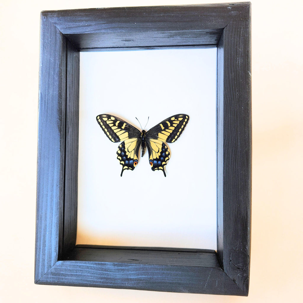 Real Anise Swallowtail Butterfly