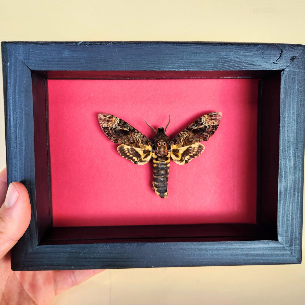 Real Death's Head Hawkmoth