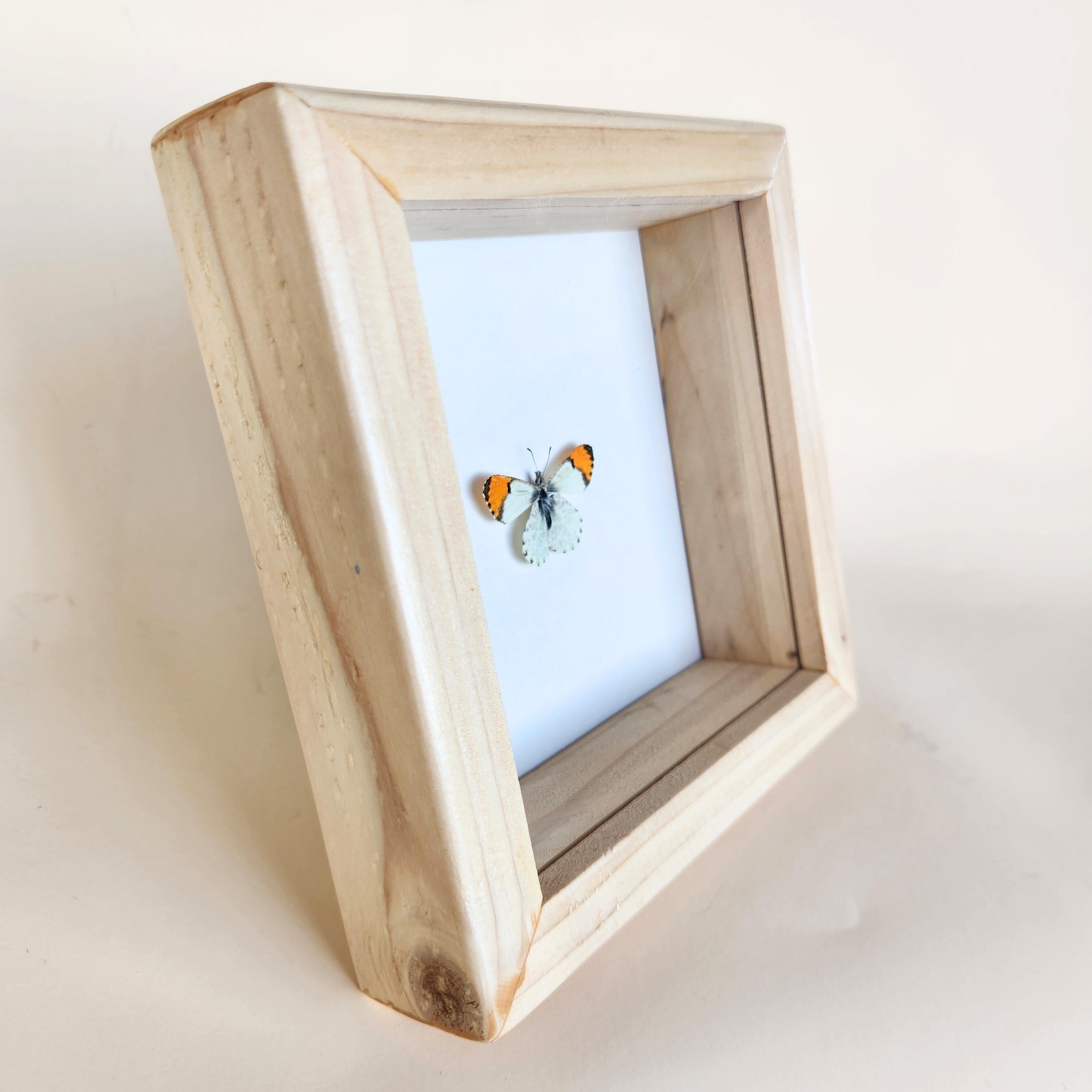 Orange Tip Butterfly