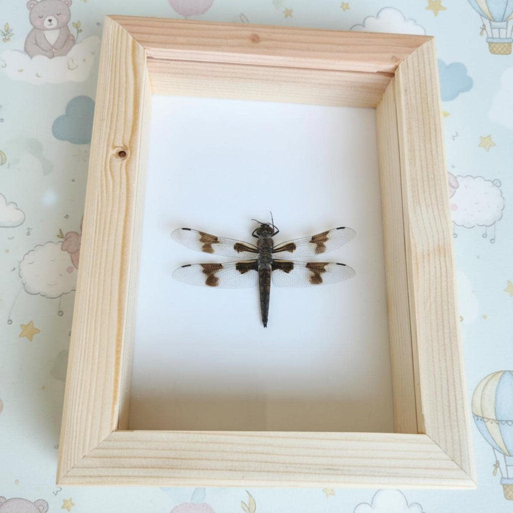 Dragonfly Insect