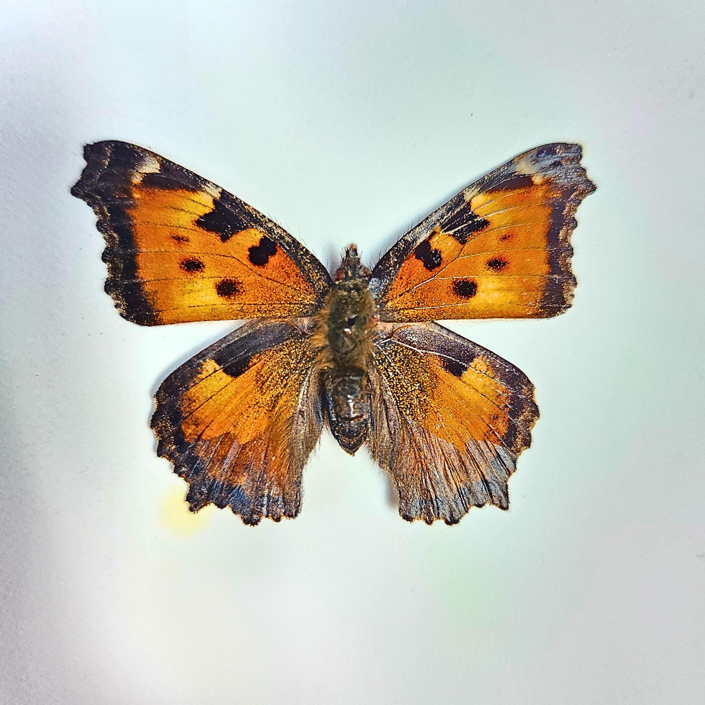 Real California Tortoiseshell Butterfly