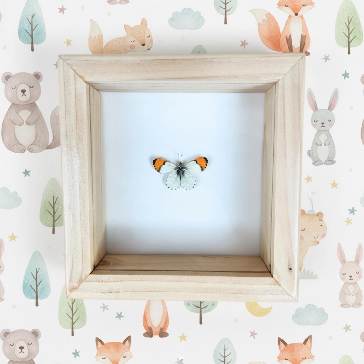 Orange Tip Butterfly
