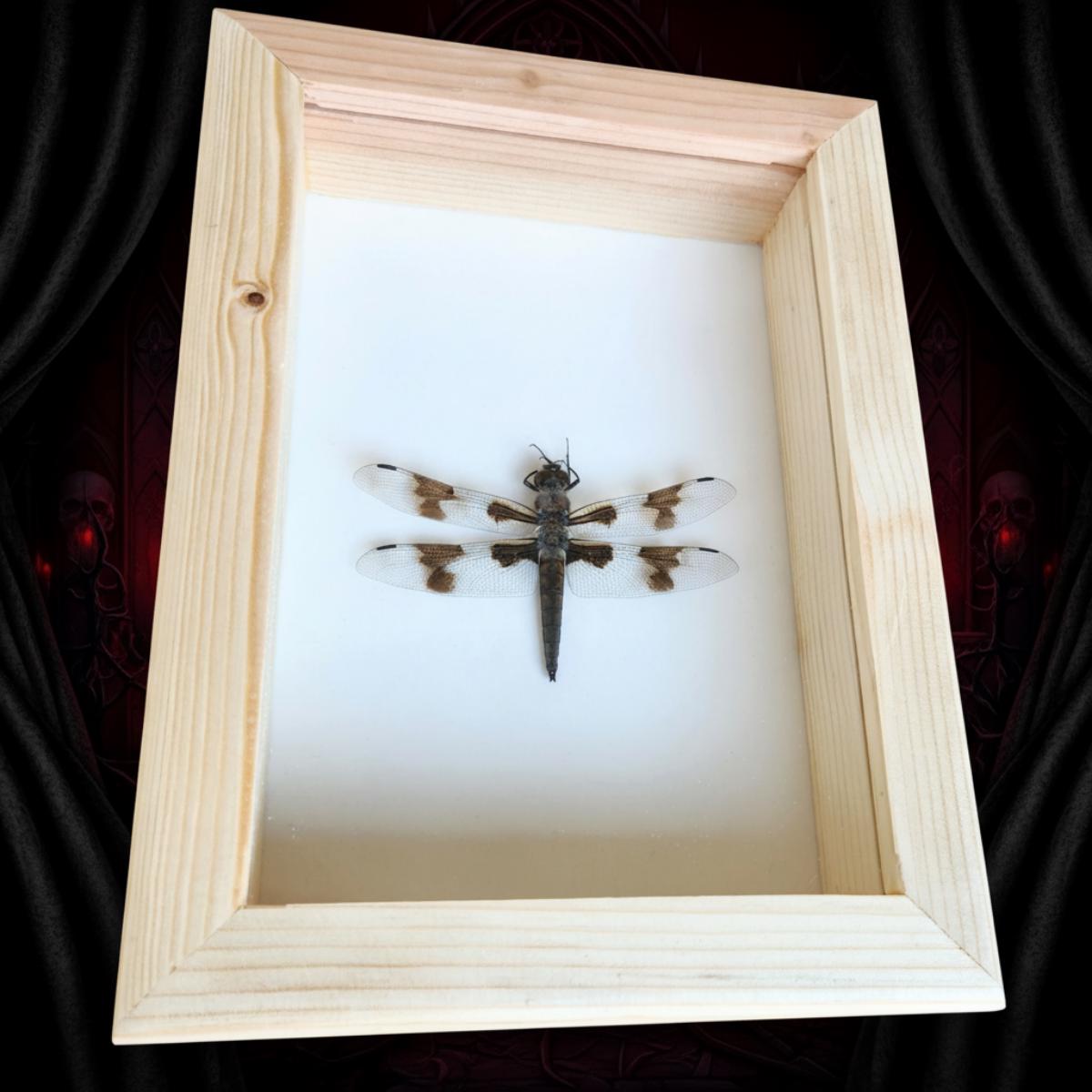 Dragonfly Insect
