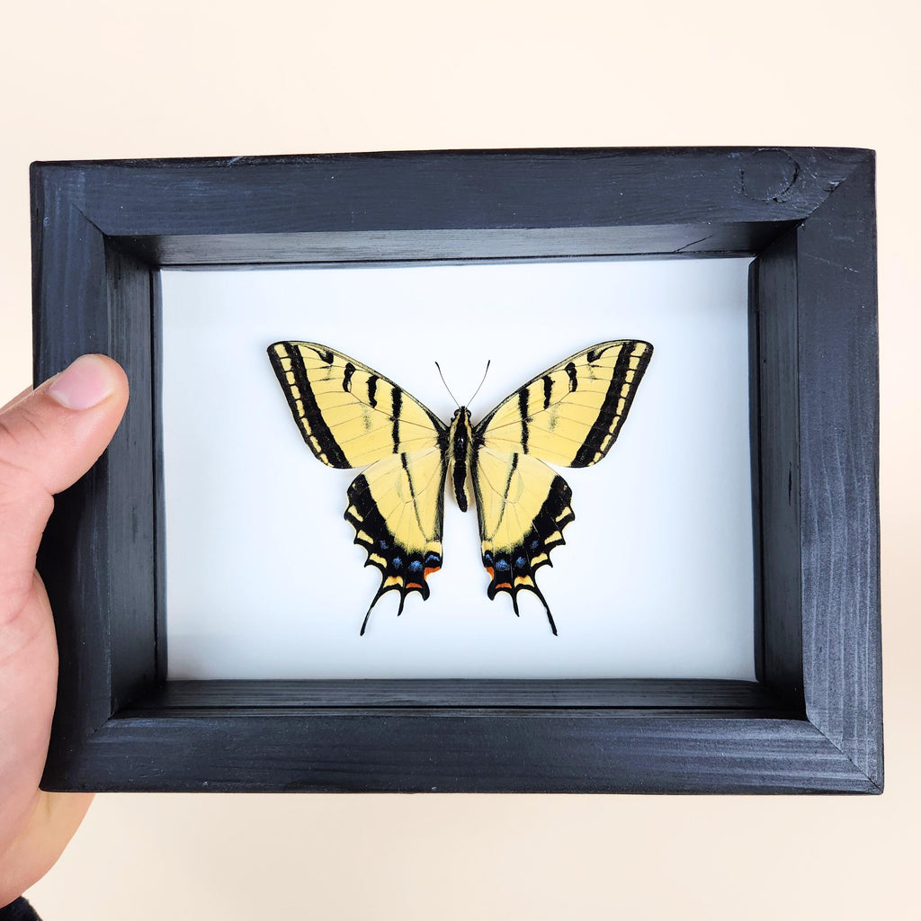 Real Two-Tailed Swallowtail Butterfly
