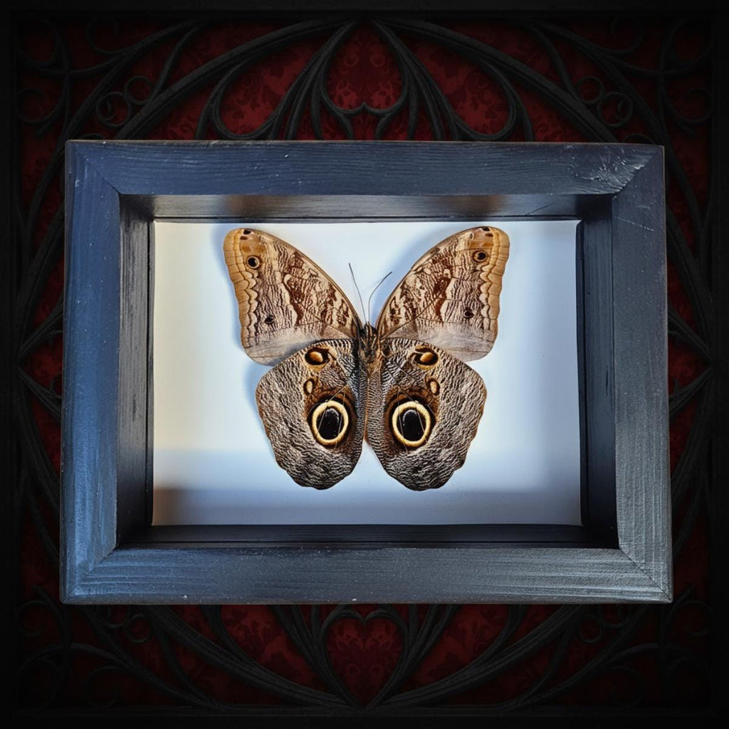 Owl Butterfly