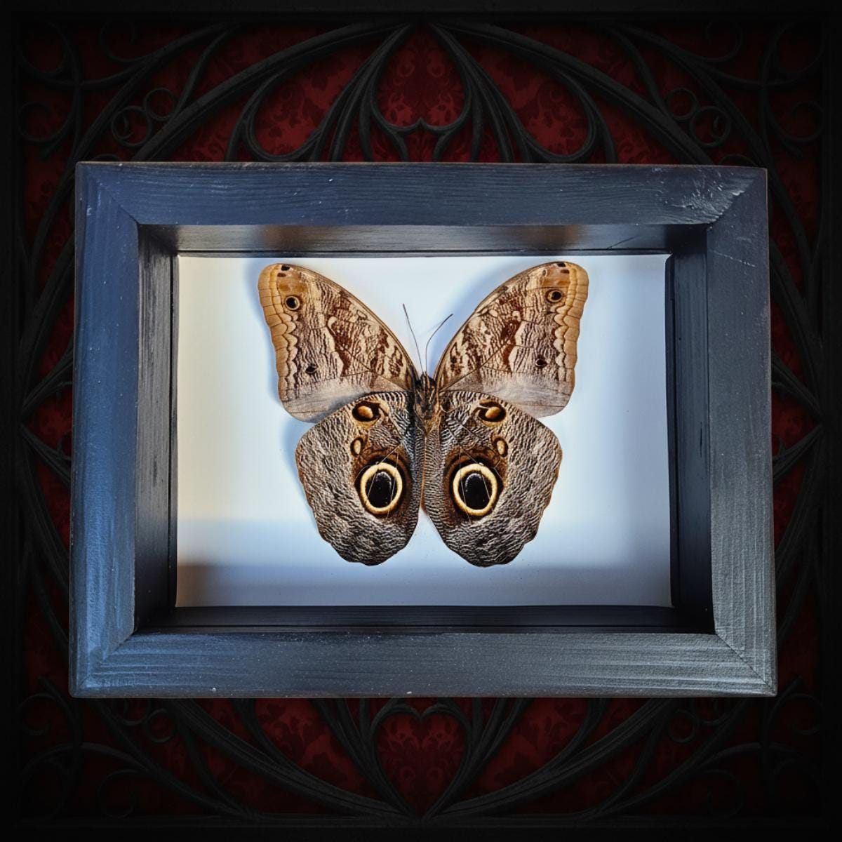 Owl Butterfly