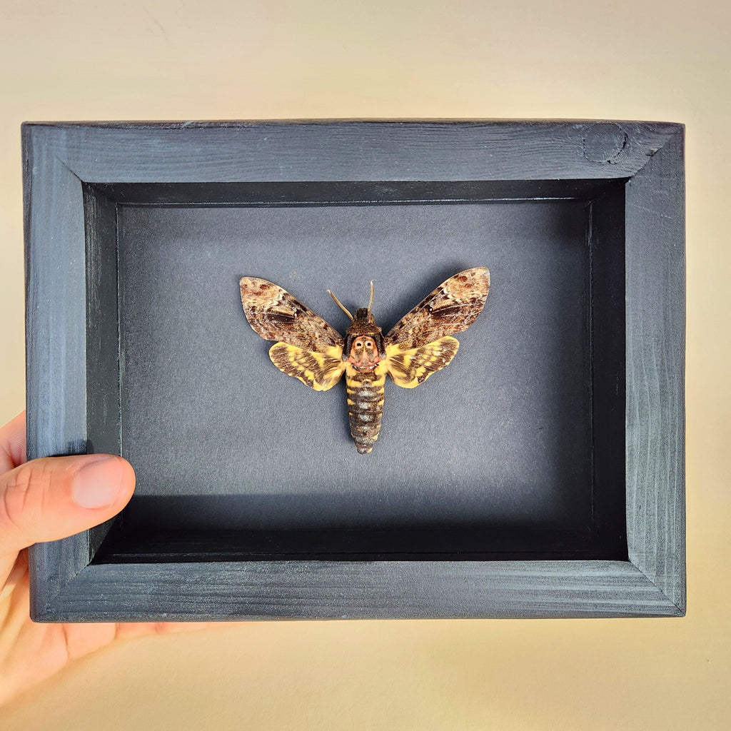 Real Death Head Hawkmoth