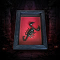 Real Black Scorpion