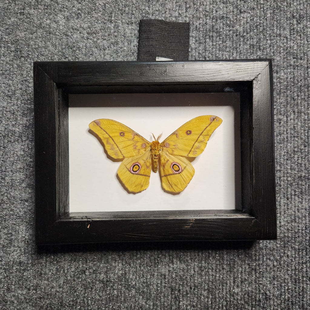 Saturn Moth