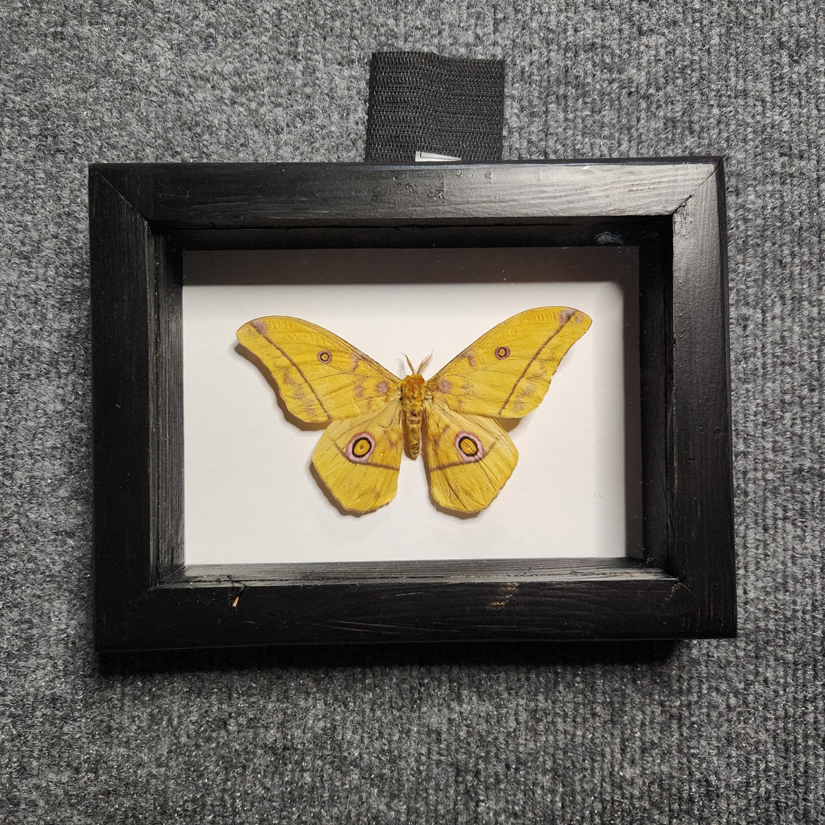 Saturn Moth