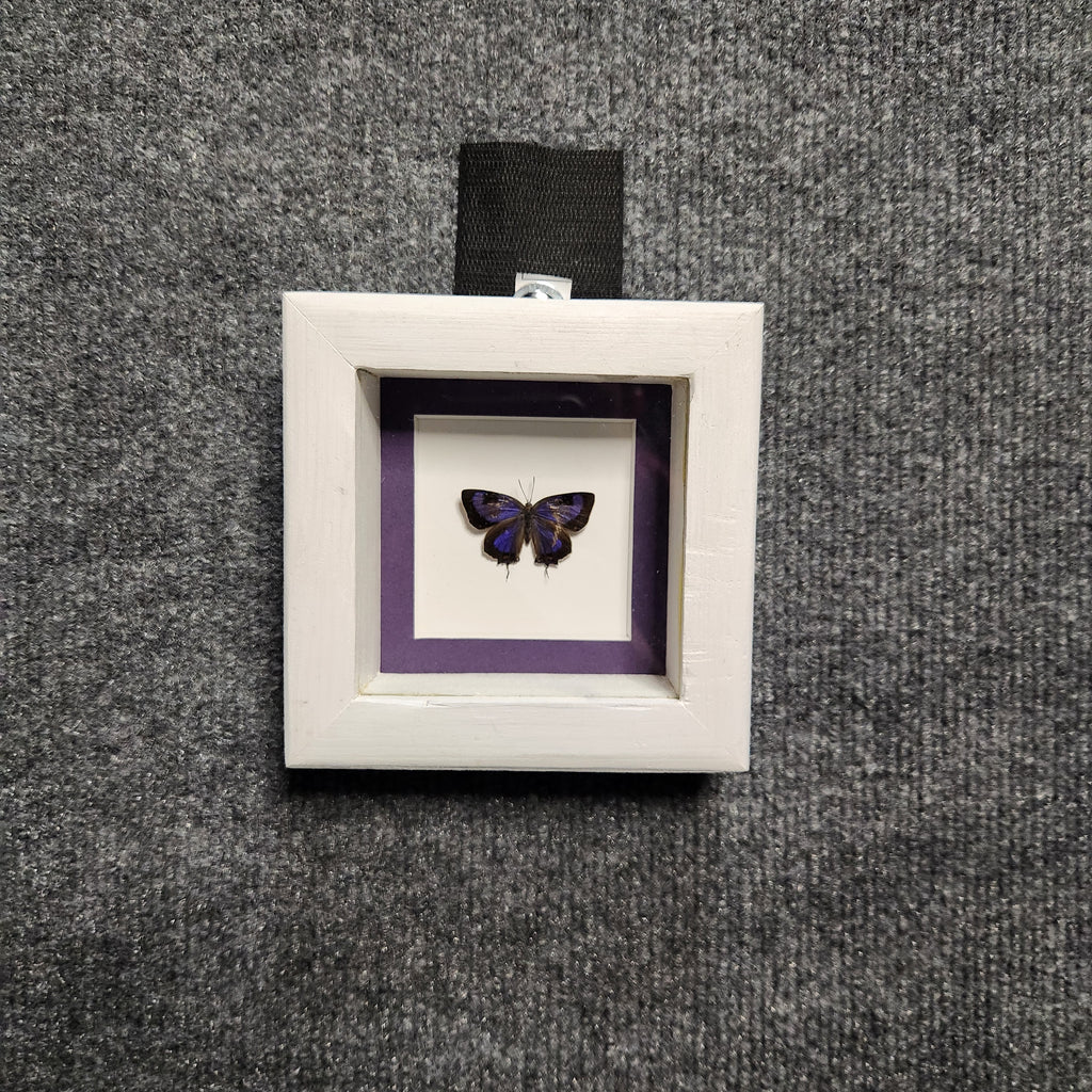 Rare Colorado Hairstreak Butterfly