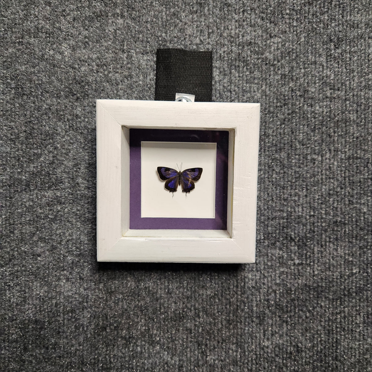 Rare Colorado Hairstreak Butterfly