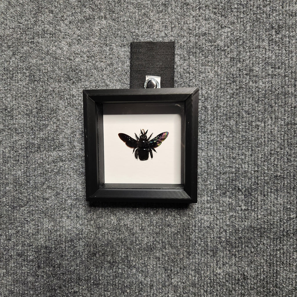 Black carpenter bee