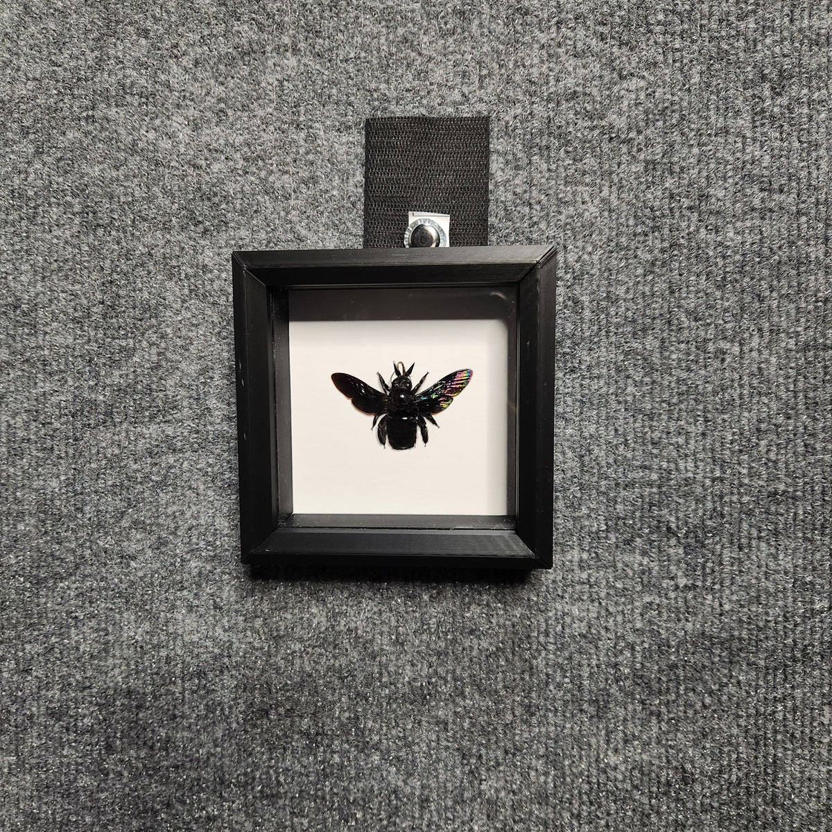 Black carpenter bee