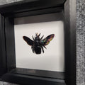 Black carpenter bee
