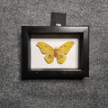 Saturn Moth