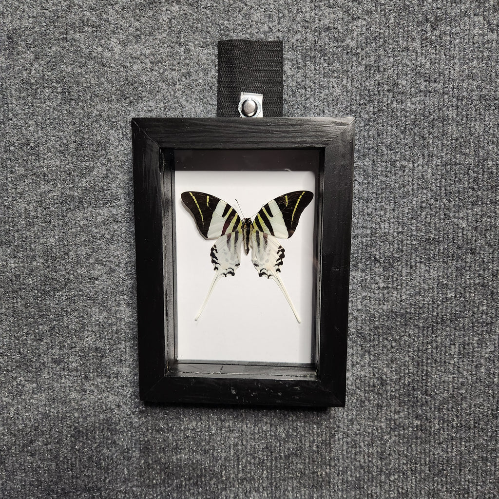Giant swordtail butterfly