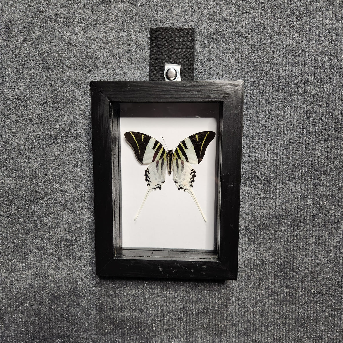 Giant swordtail butterfly