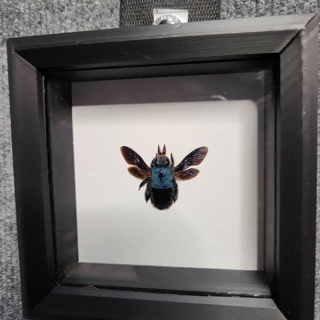 Blue carpenter bee