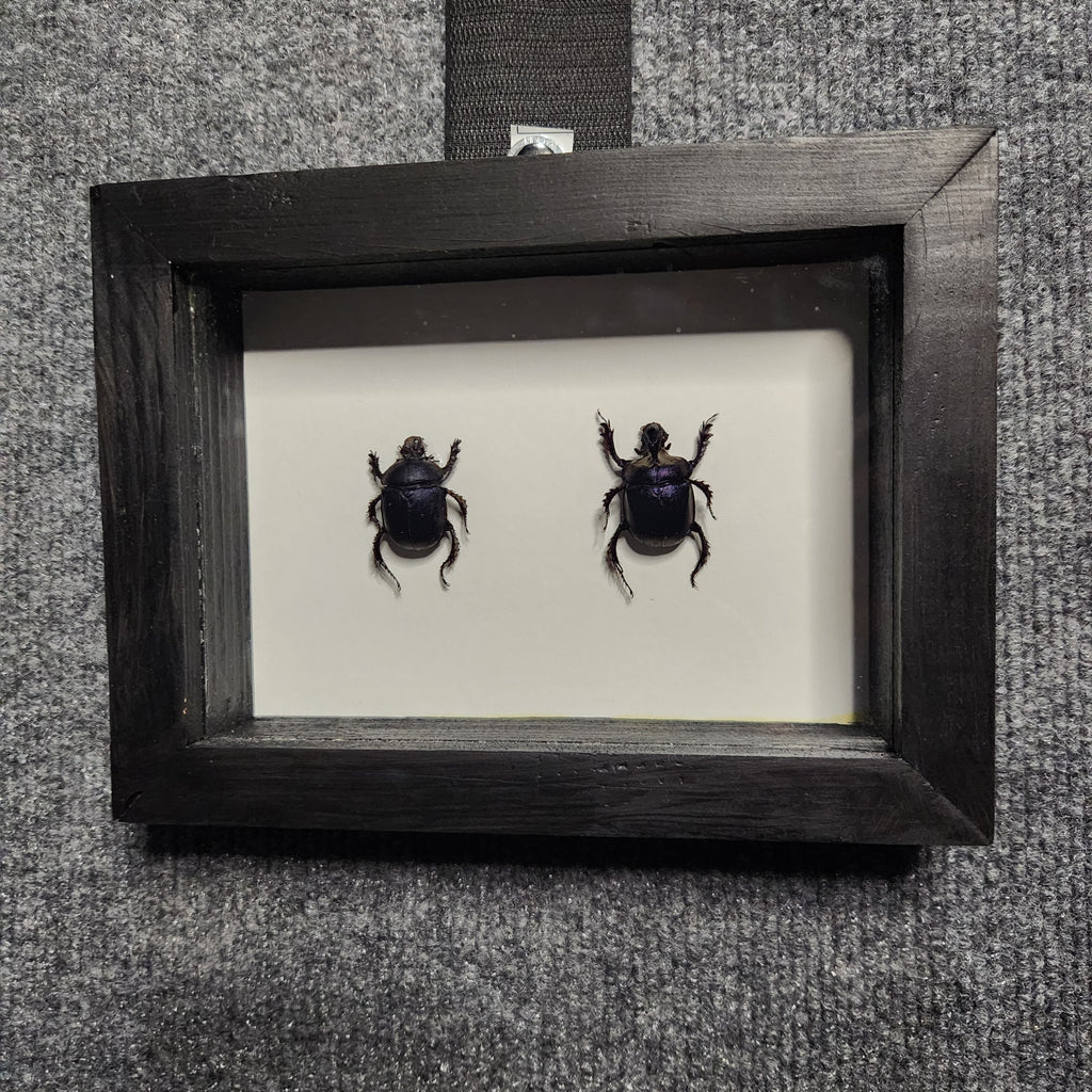 Purple dung beetle pair (male +female)