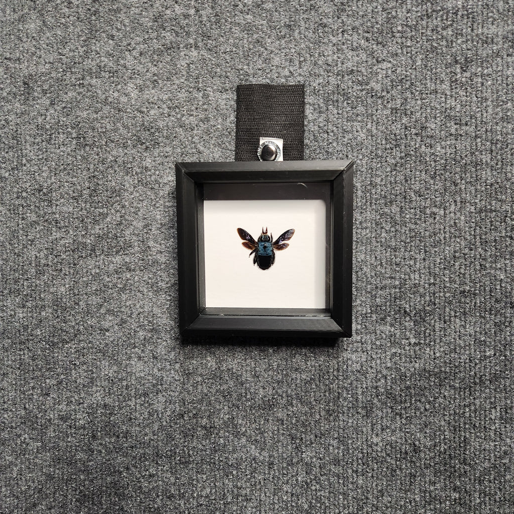 Blue carpenter bee