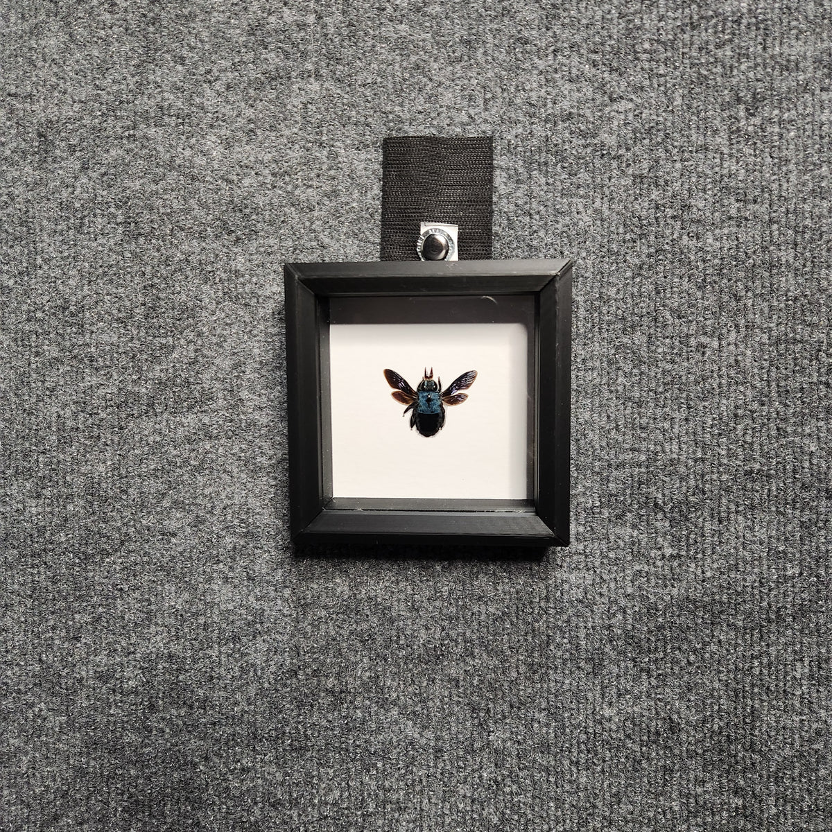 Blue carpenter bee