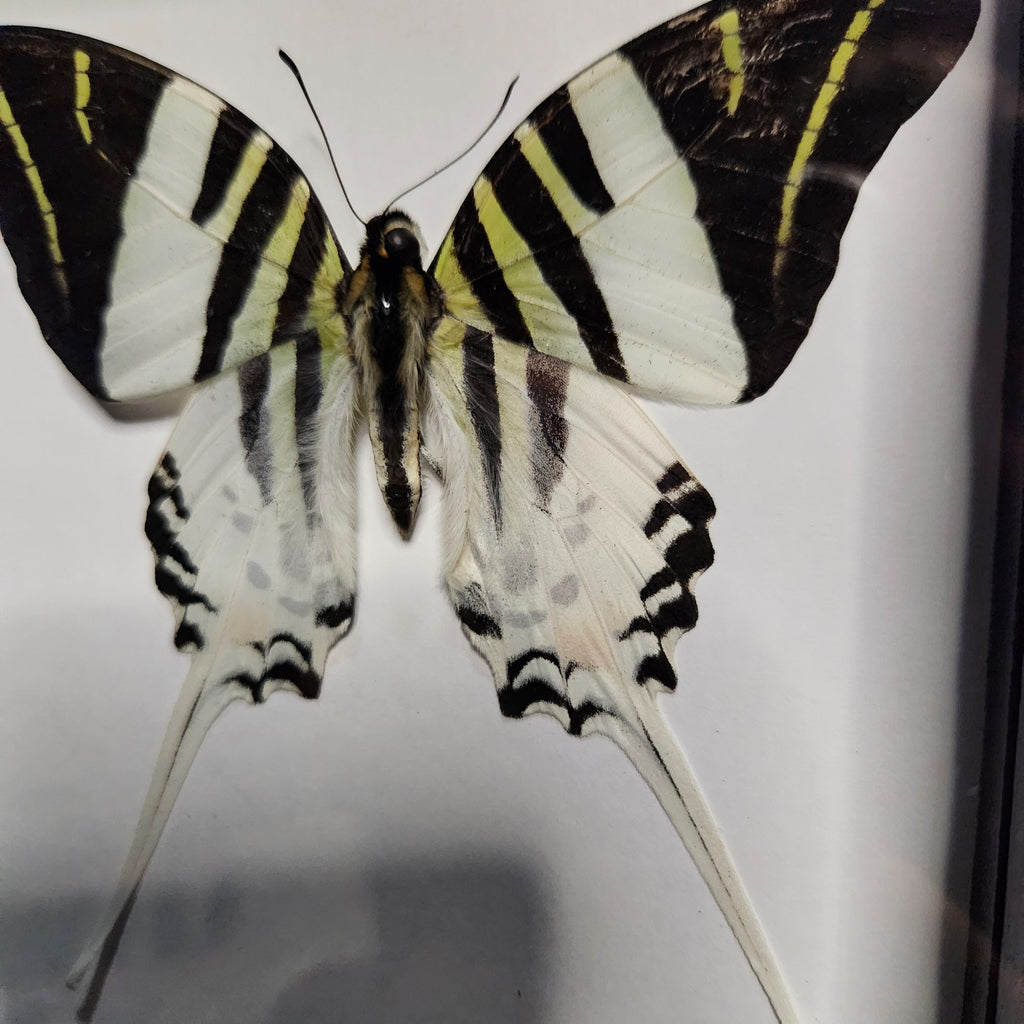 Giant swordtail butterfly