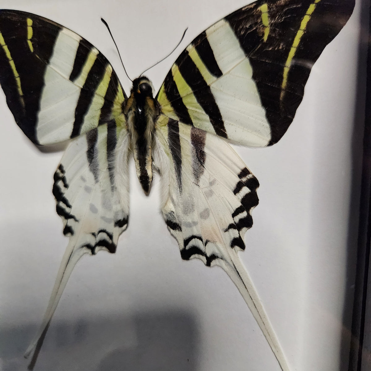 Giant swordtail butterfly