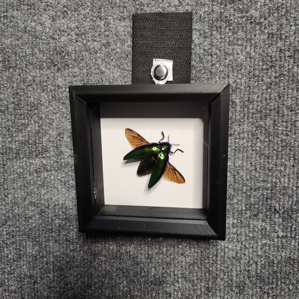 Green jewel beetle