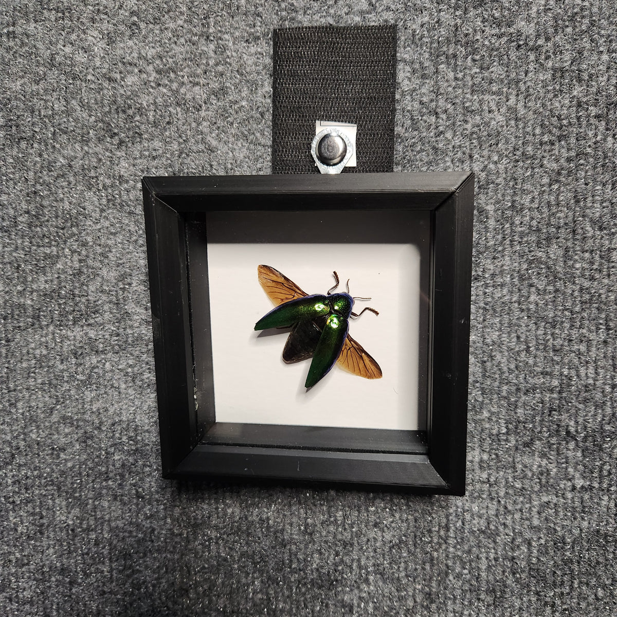 Green jewel beetle