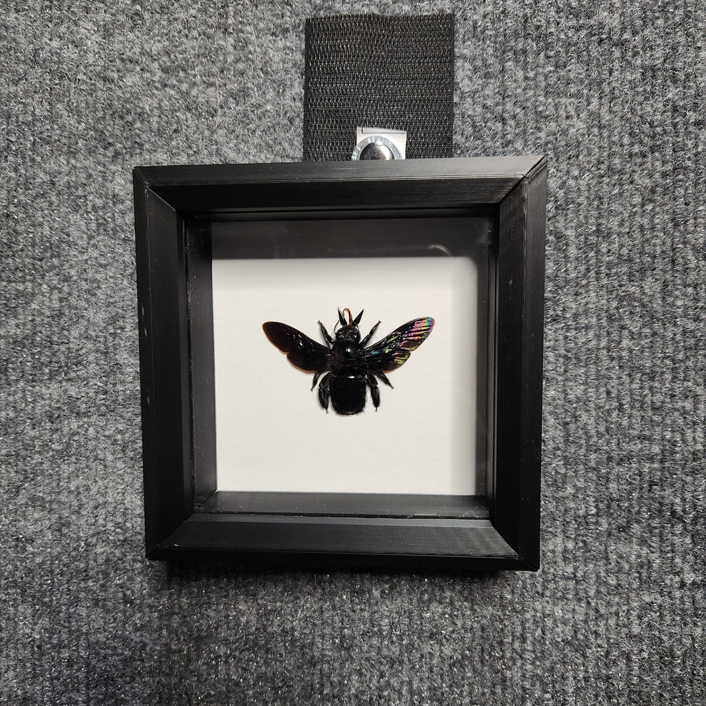 Black carpenter bee