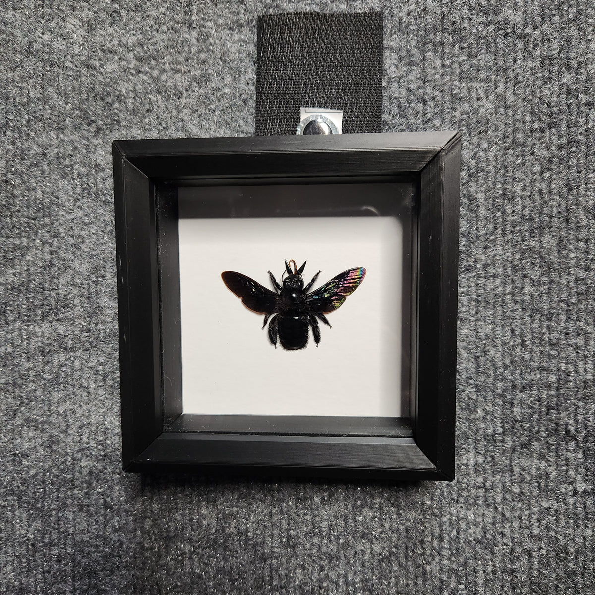 Black carpenter bee