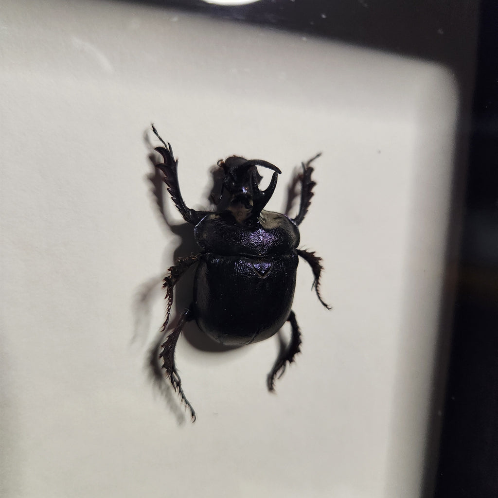 Purple dung beetle pair (male +female)
