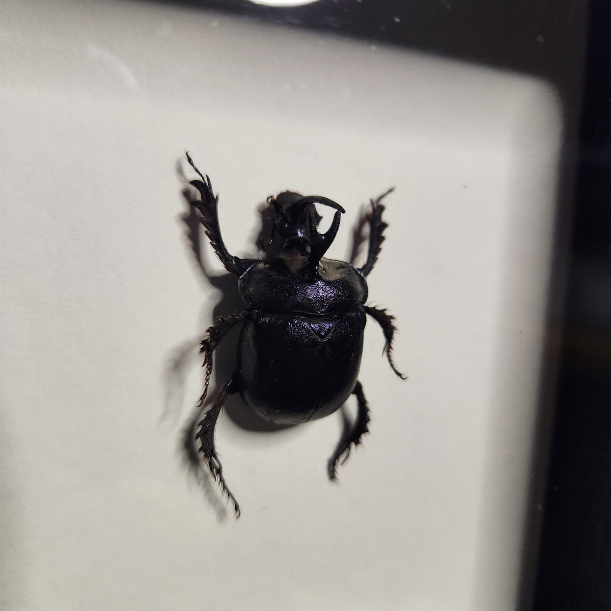 Purple dung beetle pair (male +female)