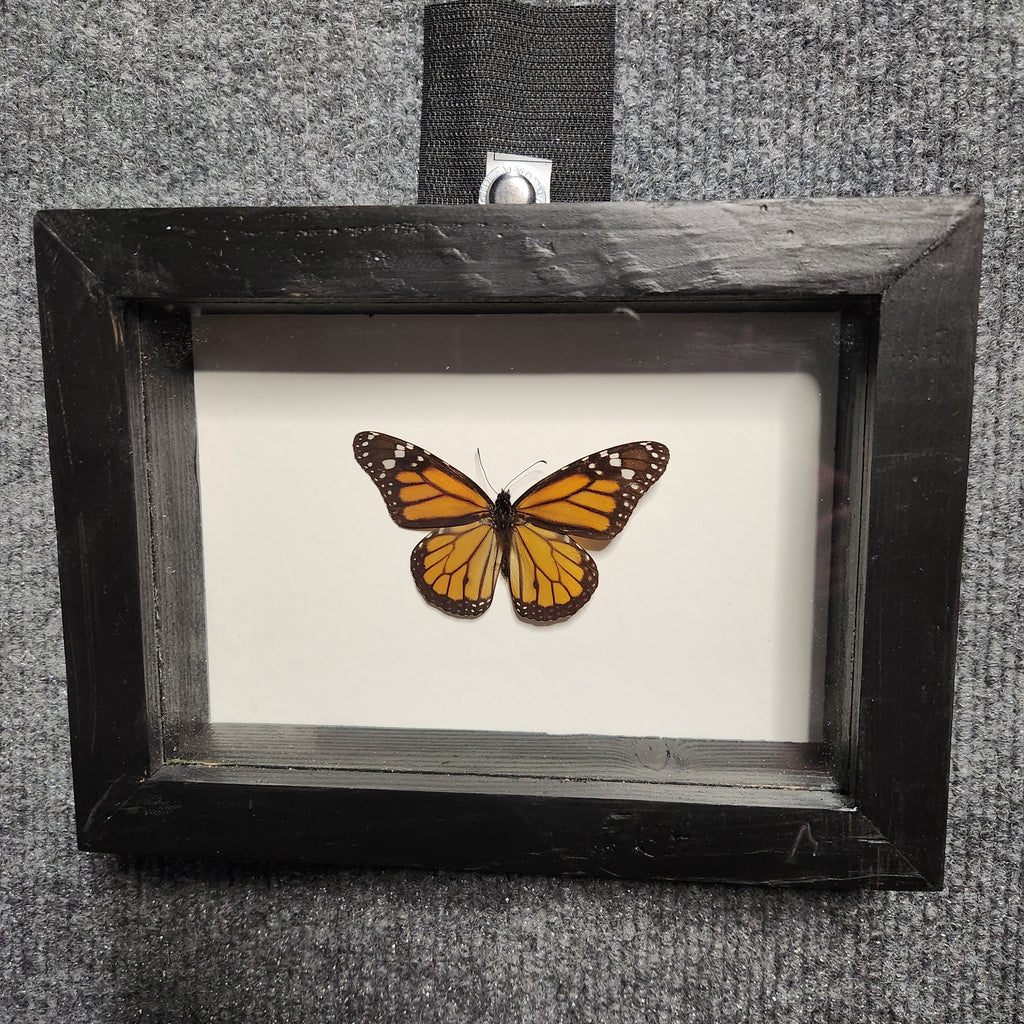 Monarch butterfly