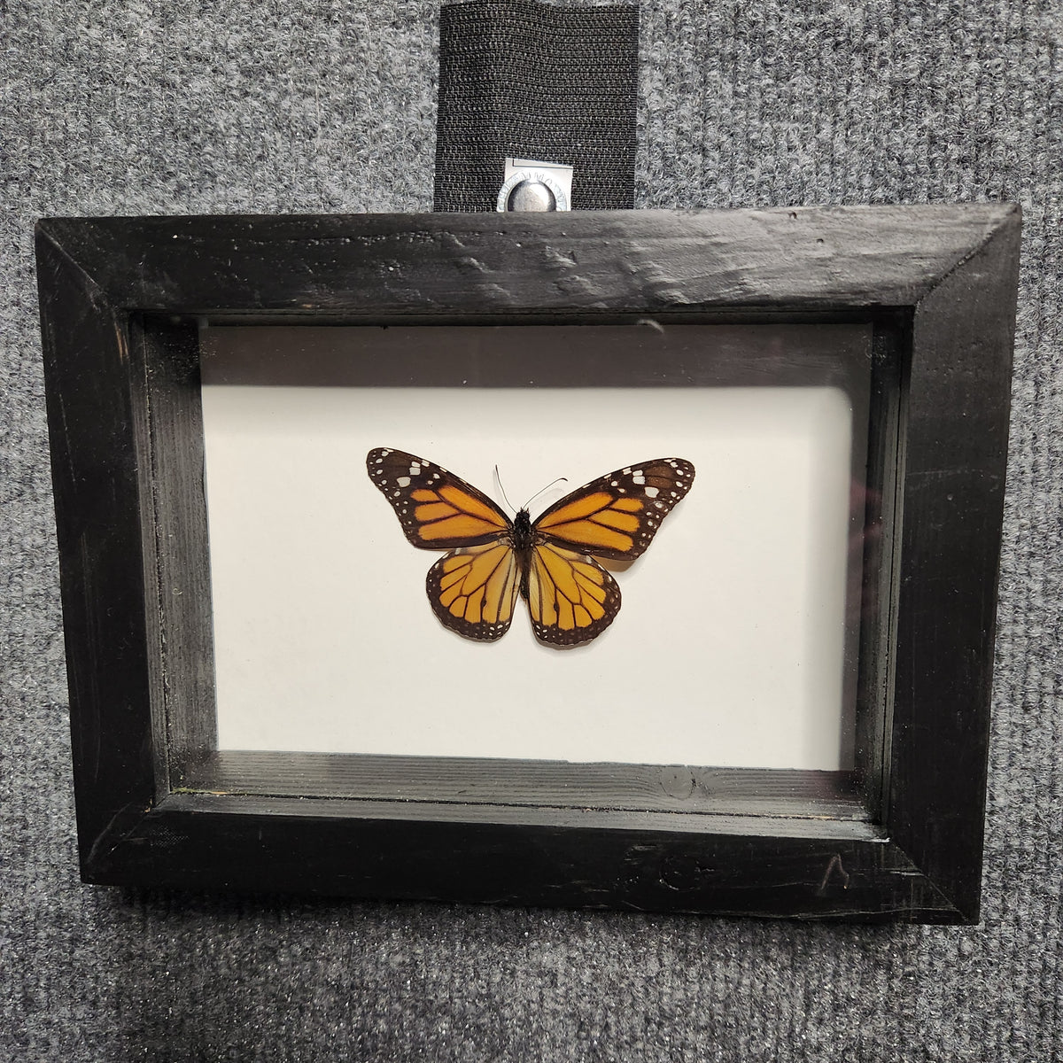 Monarch butterfly