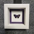 Rare Colorado Hairstreak Butterfly