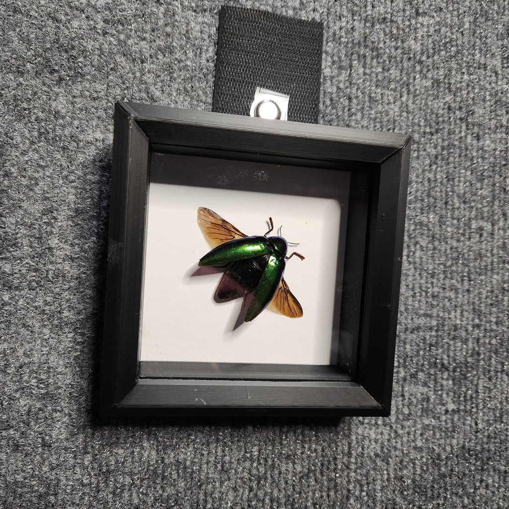 Green jewel beetle