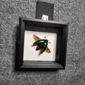 Green jewel beetle