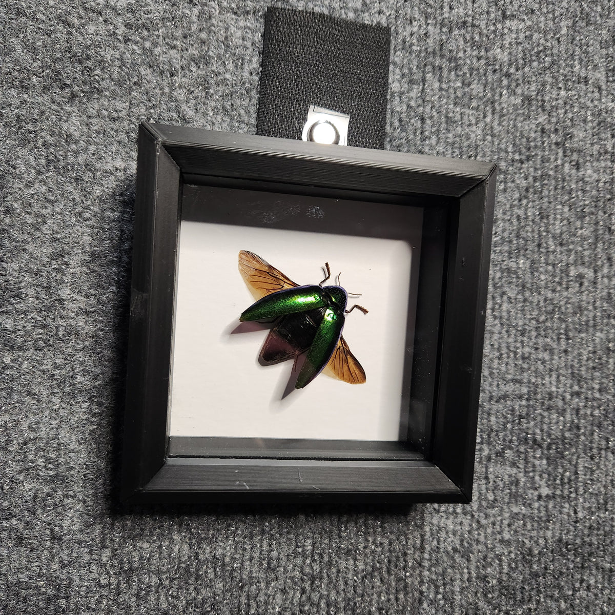 Green jewel beetle