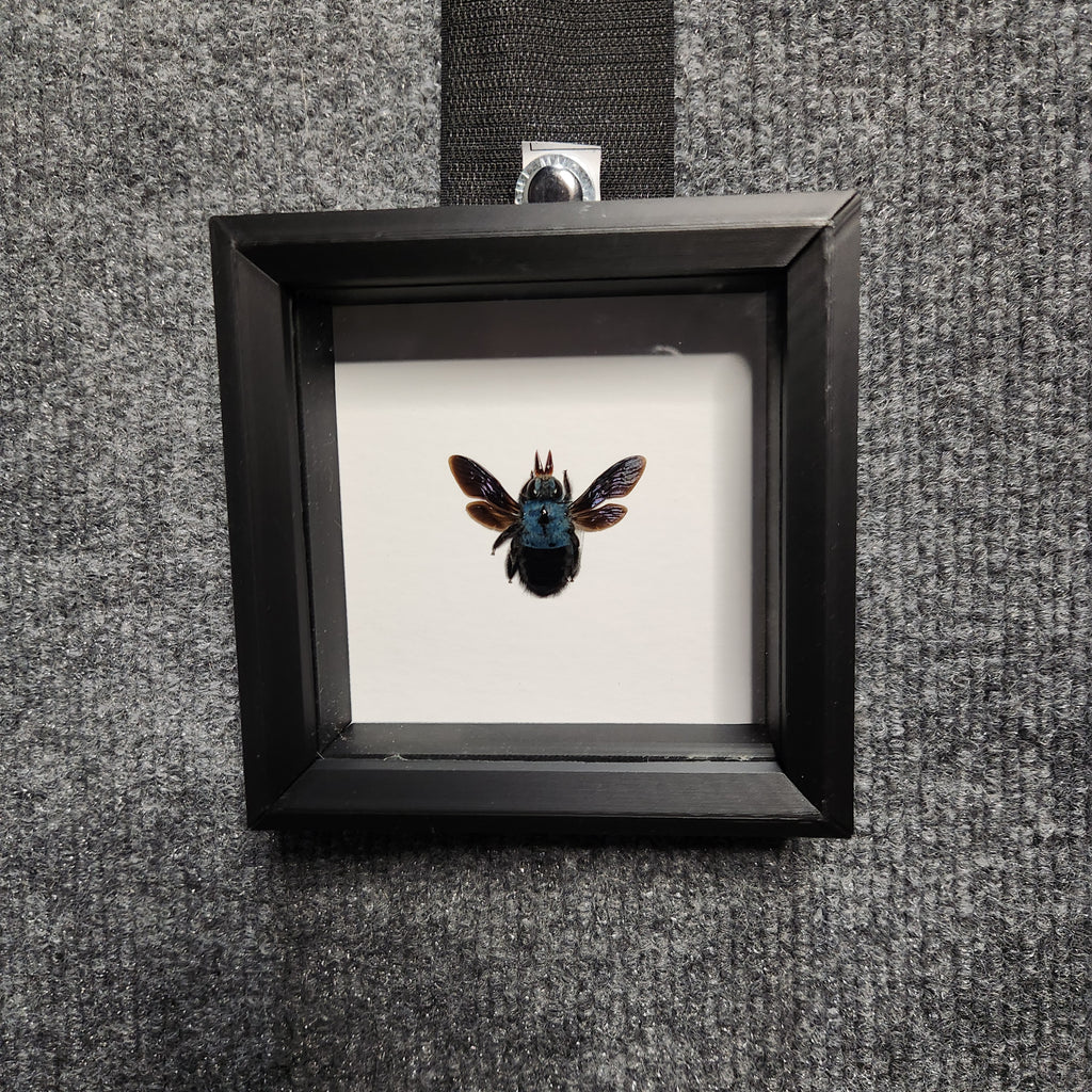 Blue carpenter bee