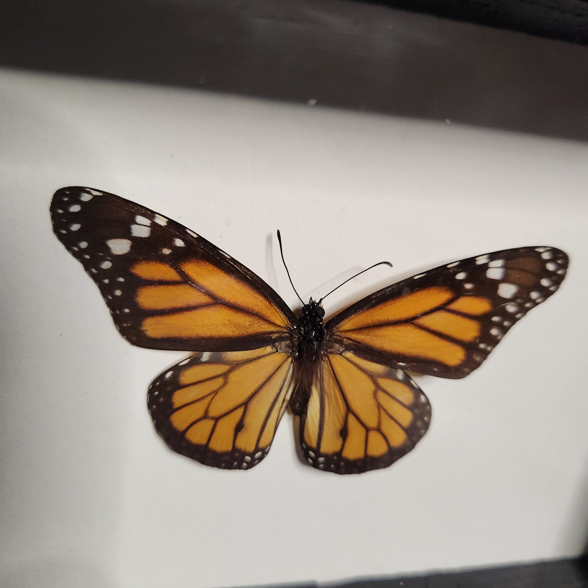 Monarch butterfly