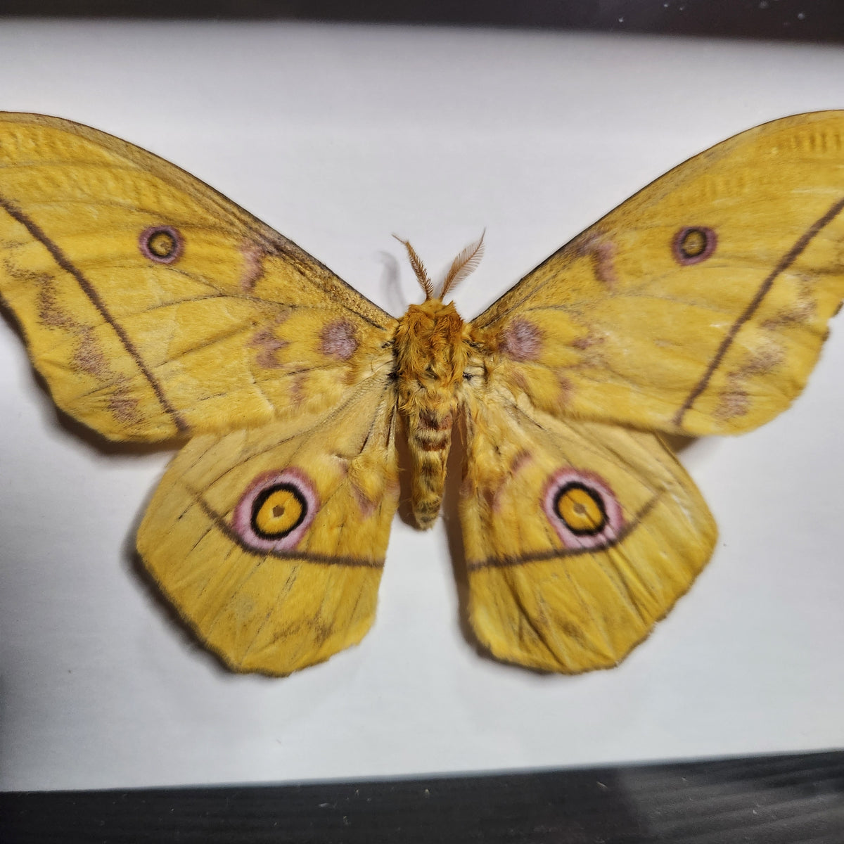Saturn Moth