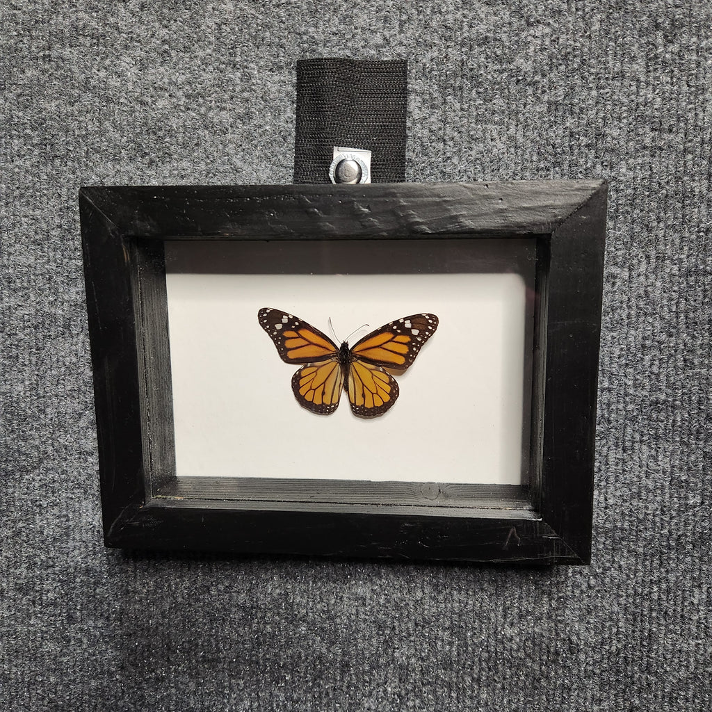 Monarch butterfly