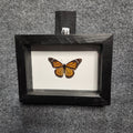 Monarch butterfly
