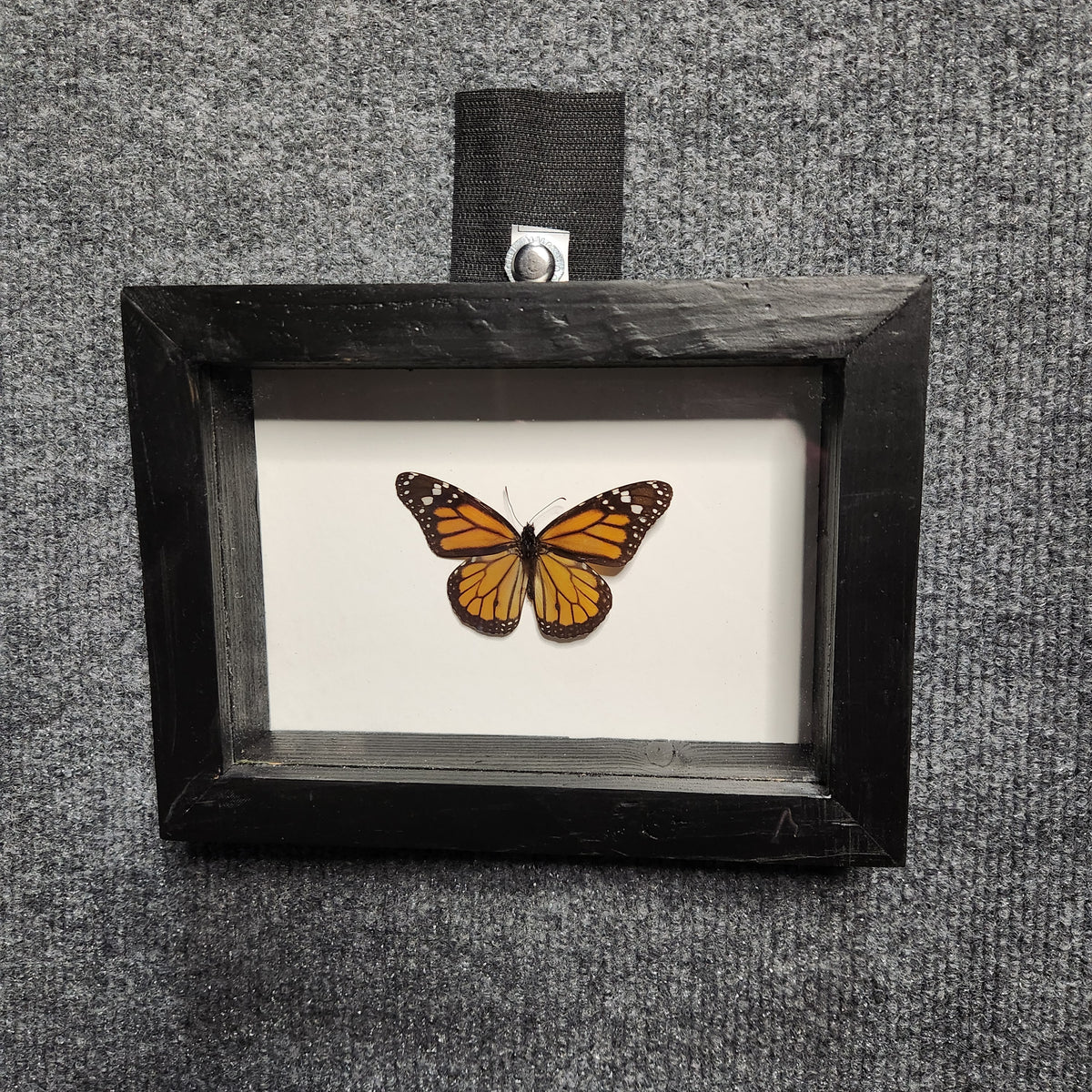 Monarch butterfly