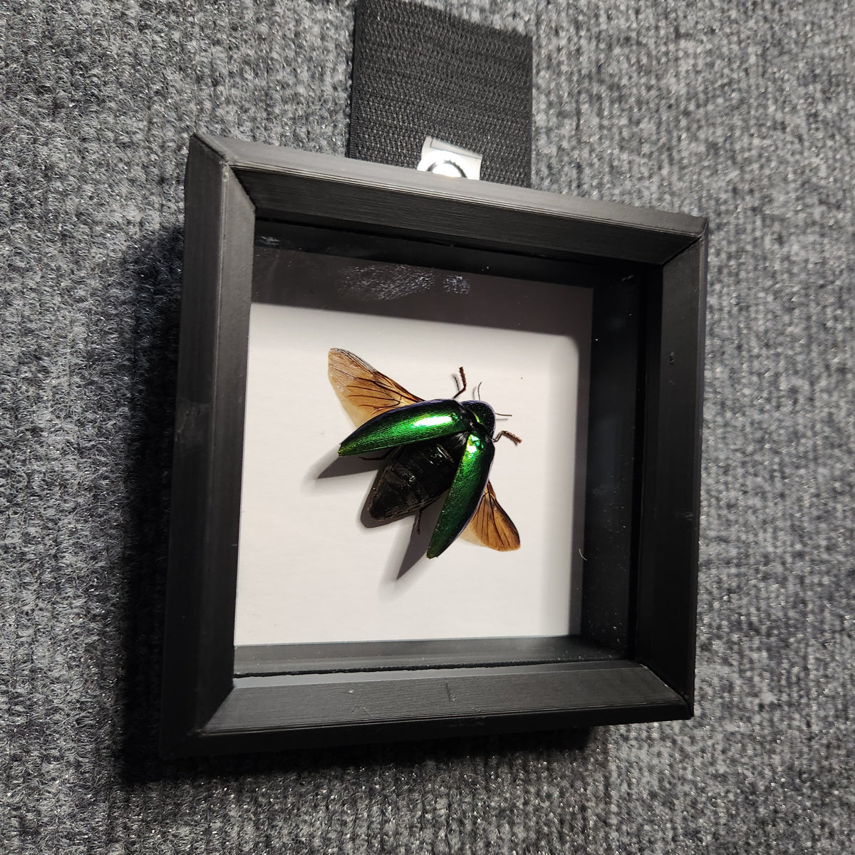Green jewel beetle