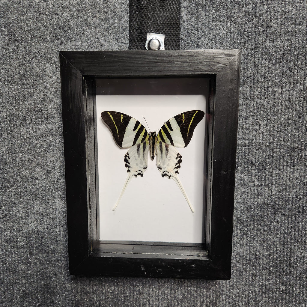 Giant swordtail butterfly